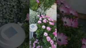 Цветочная композиция 🥰Остеоспермум и брахикома 🌸❤?