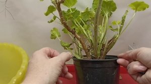 Герань занесла из сада домой. Как сохранить зимой