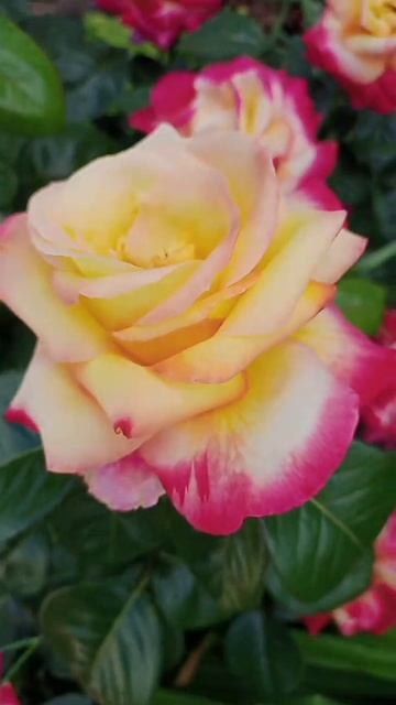 САНЯ с #обзором #обзор маминого #сада #цветочная #клумб? смотреть онлайн