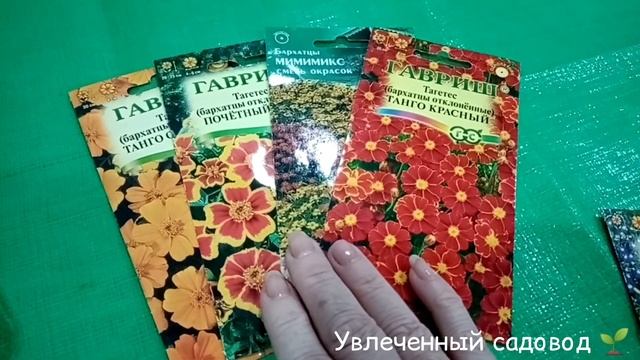 Бархатцы как ампели Выбор сортов. смотреть онлайн