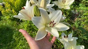 Лилия ЛА-гибрид Litouwen 16.07.24 #лилия_ Litouwen #розы_в_подмоско?