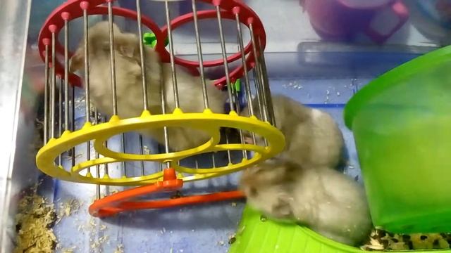 Хомячьи бега😂Хомячата в колесе. Приколы. 🐹Hamsters Babies | Хомячуля: Secret Life Hamster - Pets