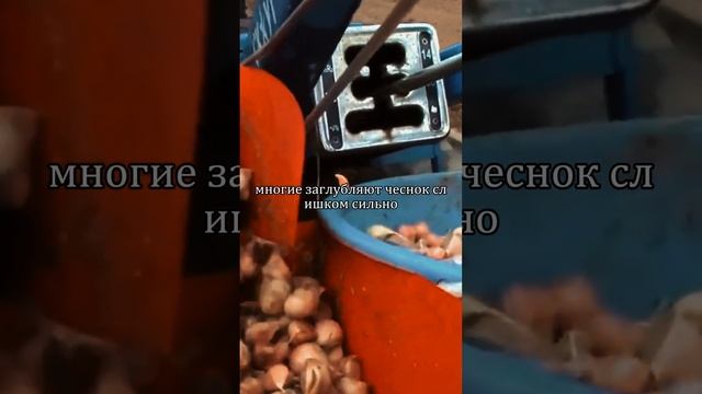 Никогда не сажайте чеснок без этого метода! Крупные го смотреть онлайн