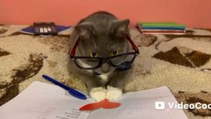 Качели (котинет) kotynet день влюблённых