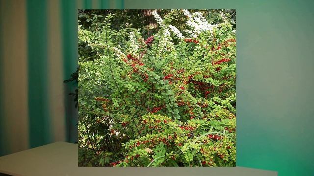 ЧТО ПОСАДИТЬ ПЕРЕД УЧАСТКОМ? Красивые и недорогие кус? смотреть онлайн