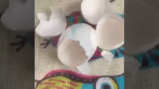Уход за цветами. Удобрения