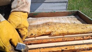 Раширения гнезда в мае