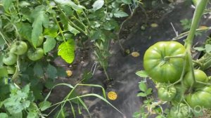 Фитофтора МаксИммун| Обзор томатов 01.08.2023