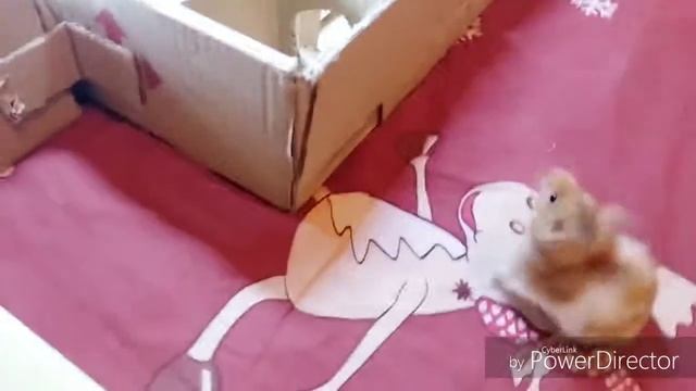 ЛАБИРИНТ ДЛЯ ХОМЯКА СВОИМИ РУКАМИ. ИГРЫ ХОМЯКОВ В ЛАБИРИНТЕ. СМОТРЕТЬ ВСЕМ.