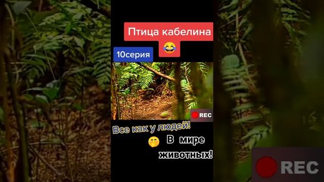 Пацаны, коротко о нас 😂) Видос сделал сегодня мой день👌) #доуссачки#прикол#ржач#юмор#смешныевидео