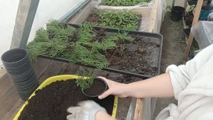 Пересадка укоренённых туй Смарагд в горшки р9.