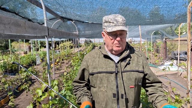 Видеообращение шефа питомника Кинельского винограда. смотреть онлайн