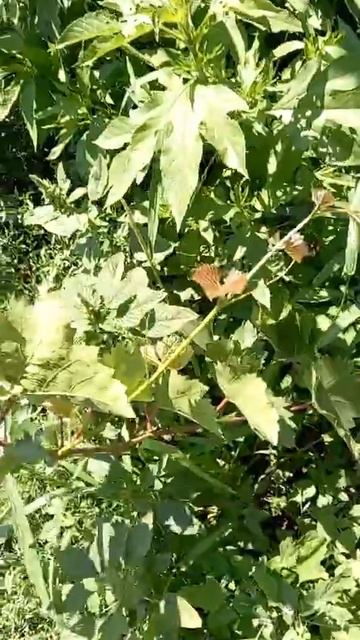 виноград второй год смотреть онлайн