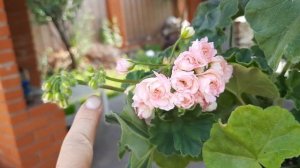 мои пеларгоши. Леона Галактика.