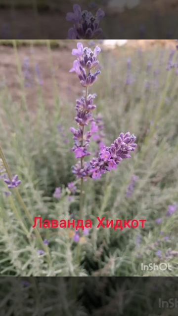 Осенние фото. Цветочки, плющ, пираканта. #осенниецветы