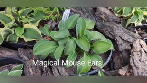 Хосты серия "mini" и "mouse"... фото сортов... скучаю по лету#host