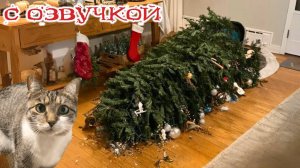 Приколы с котами! - С ОЗВУЧКОЙ! Самые смешные животные! СМЕШНЫЕ КОТЫ!