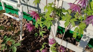 Клематис Перпл Сюрпрайз (Purple Surprise)