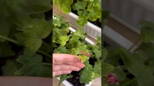 Мои сортовые пеларгонии 🌺😍 #пеларгония #цветы #цветы