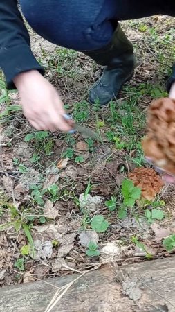 Строчки. Изумительные грибы.