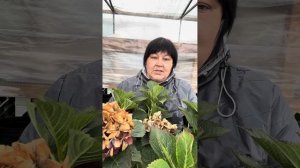 Как сохранить крупнолистную гортензию зимой ? Ссылка ?