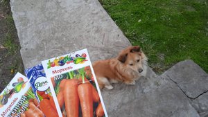 6.5.25г.  Сею ПОЗДНИЕ сорта МОРКОВИ очень ГУСТО!!