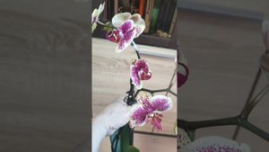 Орхидея фаленопсис Khalo (Кало) от Bohemian Orchids