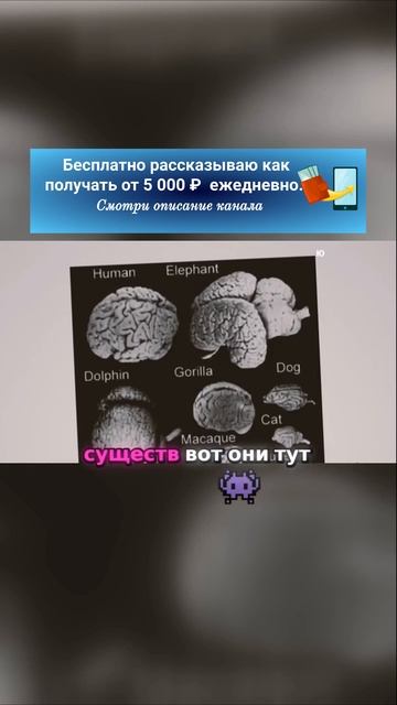 Почему муравьи могут быть умнее нас? #shorts#черниговская