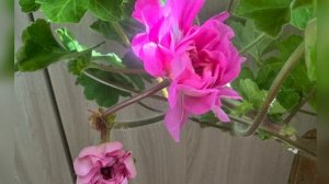 Пеларгония на прекрасном голубом Дунае