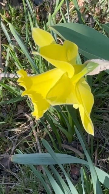 Жёлтый нарцисс.Gelbe Narzisse.Yellow narcissus.