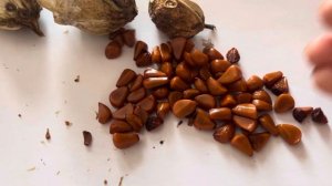 Начали поспевать семена ирисов 🌸 #ирис #семенаирисов