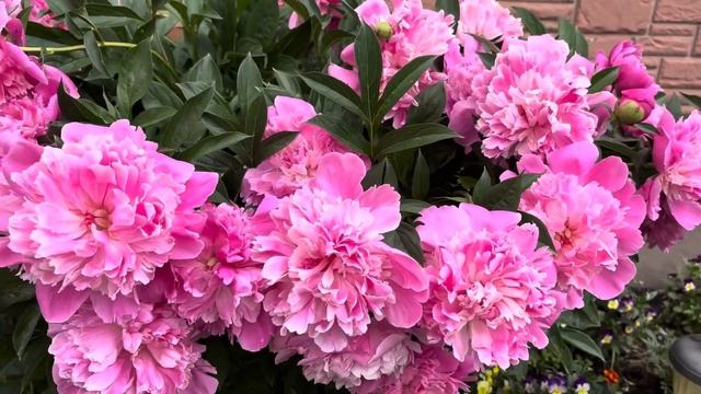 Пион сорта «Эдулис Суперба» во всей своей красе смотреть онлайн