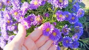 Хризантема мультифлора, корейская и астры осенью. Мат?