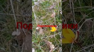 Алушта сегодня 2025/Первоцветы на Стахеевской горке.