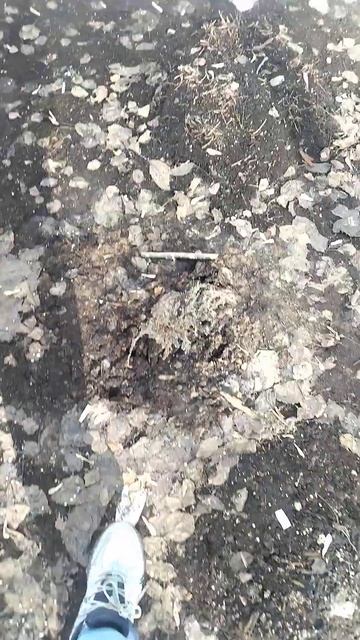 Мои хвойные. Открываю и кормлю можжевельники после зи? смотреть онлайн