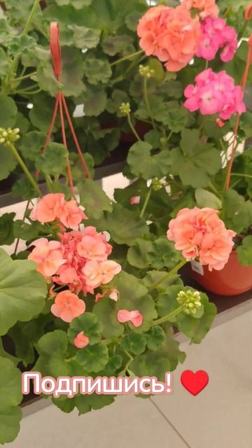 вмагазине Пеларгония  Герань сортовая обзор