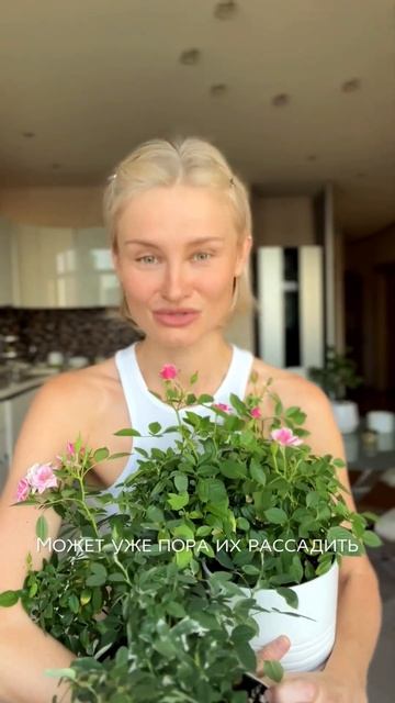 Как поливать розу? #music #backstreetboys#комнатныерастения#роз?