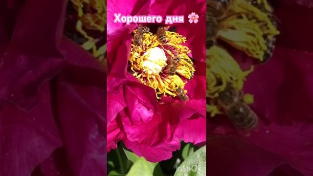 #хорошийдень #diy #пион #пчелы #настроение #пожелание #пр?