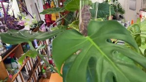 Монстера: омоложение, расчленение, размножение, укоре?