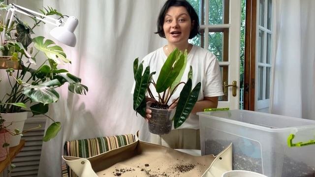 Как быстро и просто пересадить растение