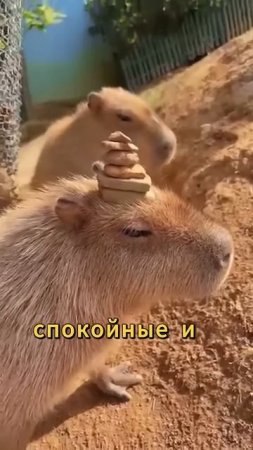 🐊 Почему крокодилы не трогают капибар?