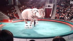 Варшавский цирк. Африканские слоны