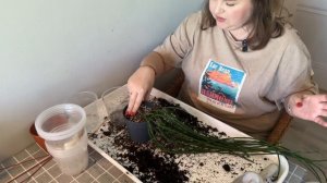 ПЕРЕСАДКА | большие РИПСАЛИСЫ ПАРАДОКСА мажор и минор|