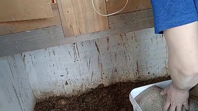 молодые несушки на прогулке, убрались в сарае. смотреть онлайн