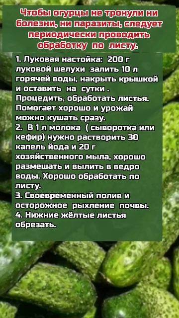 Уход за Огурцами #огород #огурцы #огородныедела #уходз?