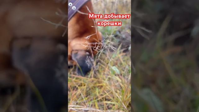 #собачка #мята #прогулка #прогулкассобакой