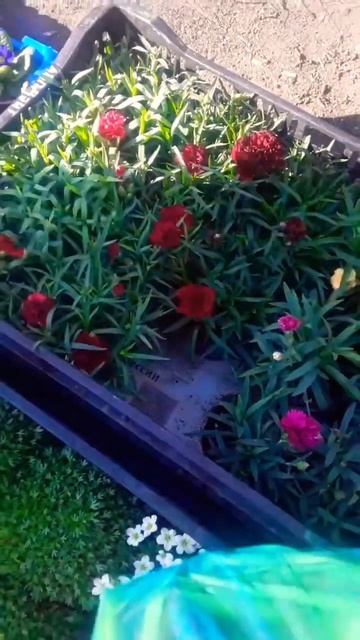 Цветочный базар в Ольгинке #отдых #путешествия #зимана смотреть онлайн