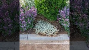 Обрезка ясколки после цветения #сад #дача #garden #flowers #цв?