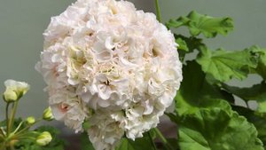 #765. ЮВ Эльбрус, пожалуй,лучший белоцветковый сорт в мо?