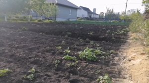В огороде дел становится меньше. Последнее видео на ка